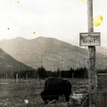 Rocky Mountain med bison oxe i förgrunden.